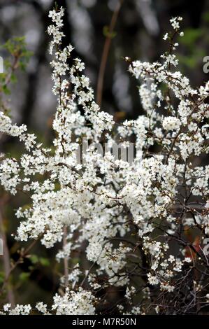 Hawthorne, bush with white blossoms in spring Stock Photo