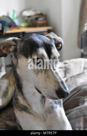 Greyhound / Saluki cross Lurcher Stock Photo: 30425080 - Alamy
