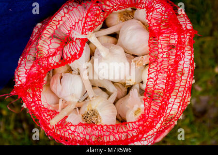 Above view on bunch of garlic bulbs in knitted sack at outdoor market place. Stock Photo