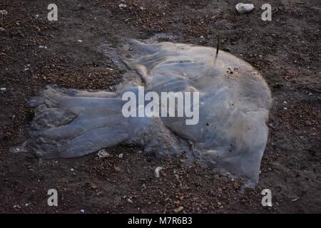 Giant dead jellyfish on the shore of a beach in New Territories, Hong Kong Stock Photo