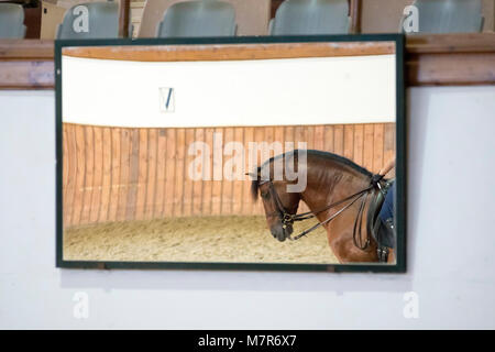 Bay pure spanish horse reflected in a mirror. Dressage in Jerez. Stock Photo