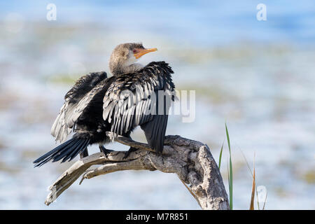 Reed cormorant (Phalacrocorax africanus), sitting on a dead tree and drying the wings, Western cape province, Wilderness national park, South Africa