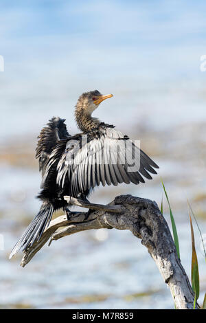 Reed cormorant (Phalacrocorax africanus), sitting on a dead tree and drying the wings, Western cape province, Wilderness national park, South Africa Stock Photo