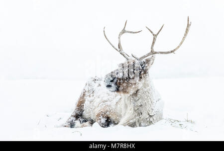 Reindeer, in a winter snowstorm, also known as the Boreal Woodland Caribou in North America, Rangifer tarandus, Manitoba, Canada. Stock Photo