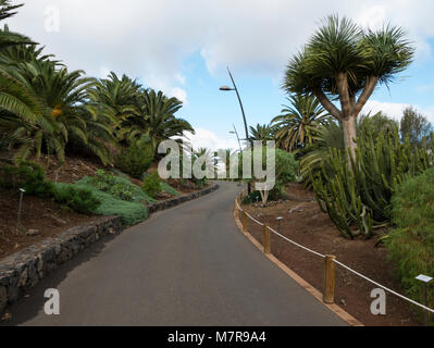 Palmetum, botanical garden, Santa Cruz de Tenerife, Tenerife, Spain. Stock Photo