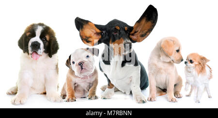 five puppies in front of white background Stock Photo
