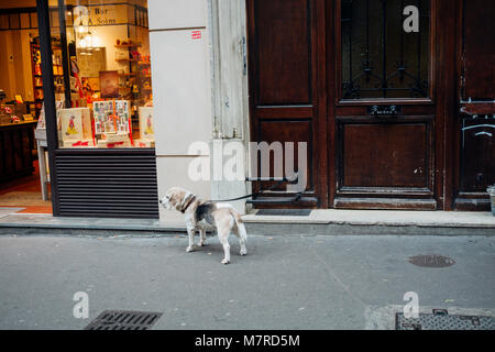 Dog waiting for its owner Stock Photo