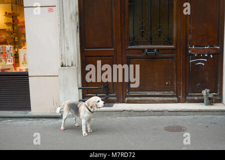 Dog waiting for its owner Stock Photo