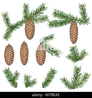 Set of fir branches and cones. Detailed vintage illustration Stock Vector