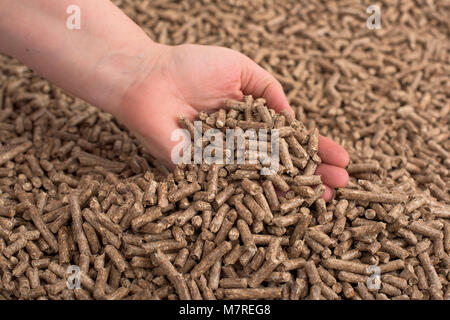 Fir wooden pellets in female hand- studio shot Stock Photo