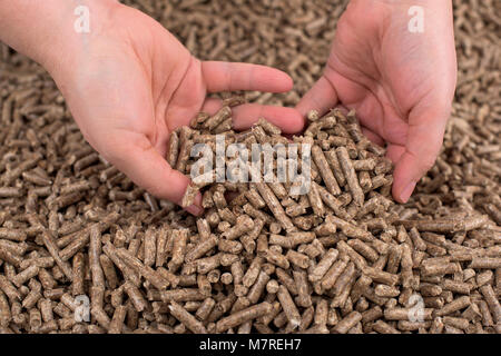Fir wooden biomass formed in pellets in female hands Stock Photo