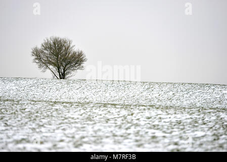 Tree in winter Stock Photo