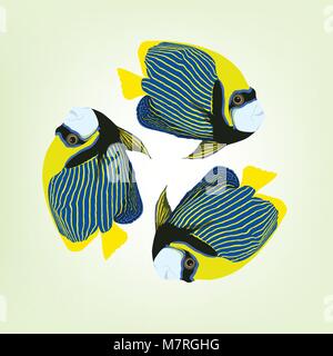 Pomacanthus imperator. Vector illustration of three swimming Emperor angelfishes. Stock Vector