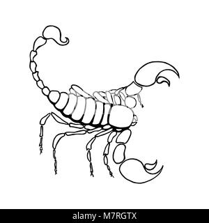 Scorpio zodiac sign in horoscope. Vector hand drawing scorpion Stock ...