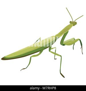 illustration of Mantis on a white background Stock Vector