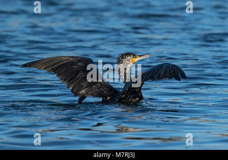 Great Cormorant bathing, (Phalacrocorax carbo) Stock Photo