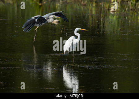 Great Egret (Ardea alba) and Grey Heron (Ardea cinerea) Stock Photo