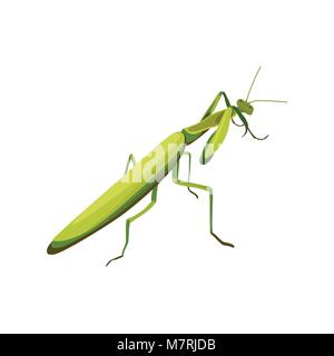 vector illustration of mantis. flat style Stock Vector