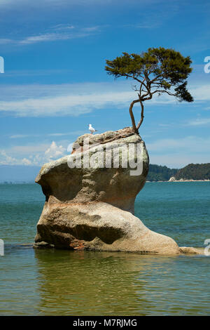Tree on rock, Tinline Bay, Abel Tasman National Park, Nelson Region ...