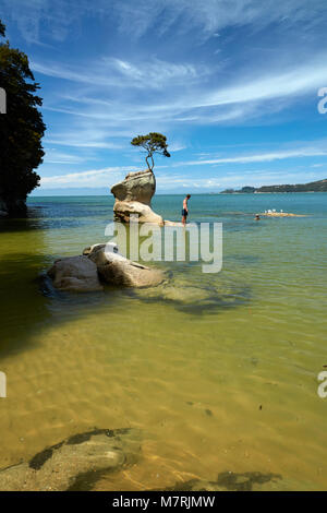 Tree on rock, Tinline Bay, Abel Tasman National Park, Nelson Region ...