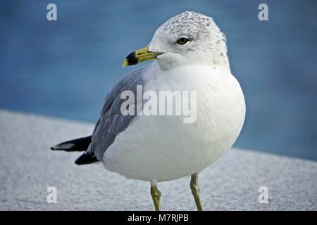 Roosevelt Island, New York, USA: Ring-billed gull (Larus delawarensis) a low granite wall on an island in the East River, New York City. Stock Photo