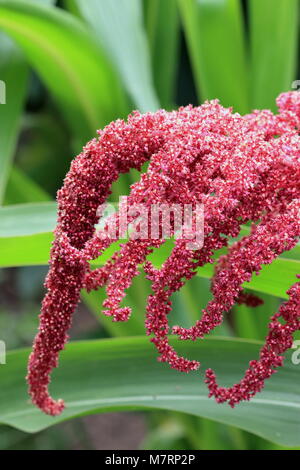 Amaranthus tricolor seeds or known as Red Amaranth Stock Photo