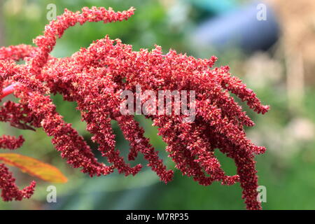 Amaranthus tricolor seeds or known as Red Amaranth Stock Photo