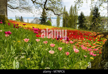 Huge meadow of blooming tulips in springtime with a lake and mountains in background. Mainau Island, Lake Constance, Bodensee, Germany. Stock Photo