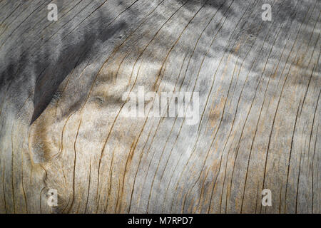 Wood surface of and old tree exposed - Wood Background and Texture - Cracks and wrinkle of classic dried wood Stock Photo