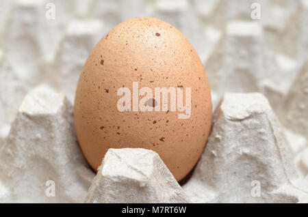 One brown egg in the egg tray Stock Photo