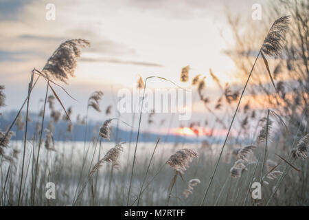 Swamps overgrown with reeds. Colorful evening and sunset over a polish lake, winter in Masuria Lake District. Nature in Poland. Stock Photo
