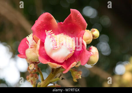 The red flower of Pentacme Siamensis, or Shorea Siamensis, also known as red meranti or Red lauan, Cambodia, Asia Stock Photo