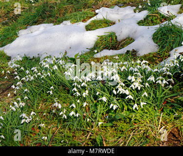 Snowdrops - Galanthus nivalis naturalised on a roadside bank Stock ...