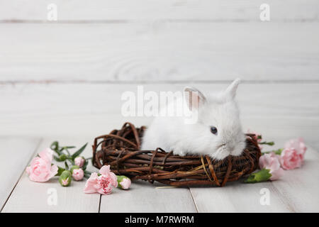 Easter bunny with flowers on white planks Stock Photo