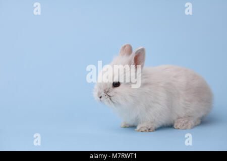 White bunny rabbit on blue background Stock Photo