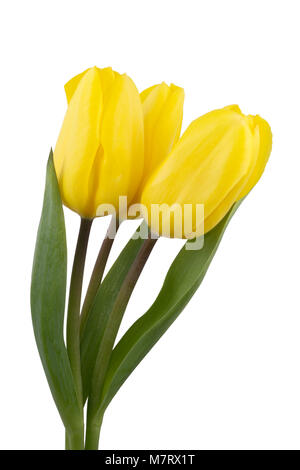 three yellow yellow tulips flower on white background isolated Stock Photo