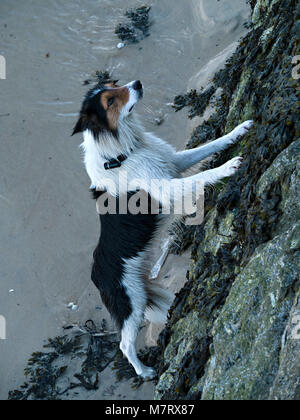 Border collie cross dog standing on hind legs against stone harbour wall. Stock Photo