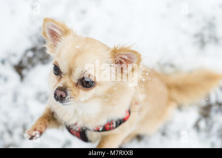 Cute long-haired beige chihuahua dog playing in the snow. Adorable dog posing. Stock Photo