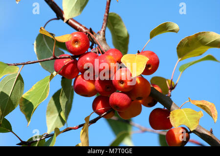 Baby Winesap Apples hanging on a tree Stock Photo