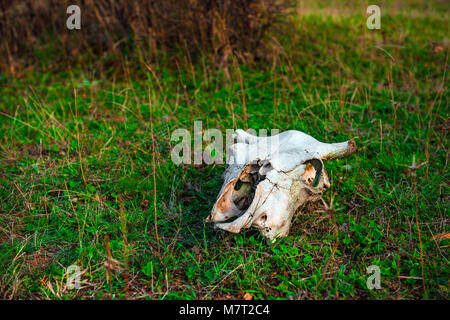 Animal skull on green grass Stock Photo