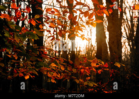 Colorful autumn trees in bright sunlight Stock Photo