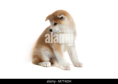 Young Acita-inu Puppy Dog Stock Photo