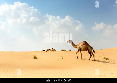 Camels in Arabian Sand Desert Stock Photo
