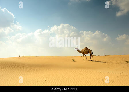 Camels in Arabian Sand Desert Stock Photo