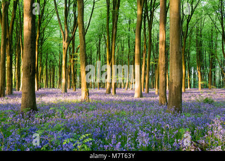 Bluebells in Micheldever Wood, Hampshire, UK Stock Photo