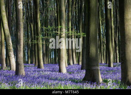 Bluebells in Micheldever Wood, Hampshire, UK Stock Photo