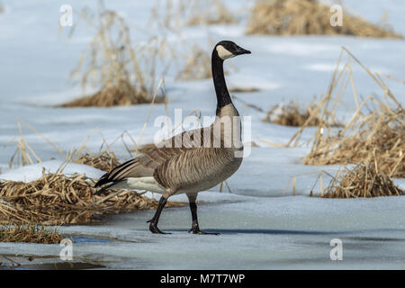 A Canadian goose walks on partly frozen pond in Hauser, Idaho. Stock Photo