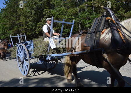 Zoom on the lavenders festival from the august 15 in Sault, France Stock Photo