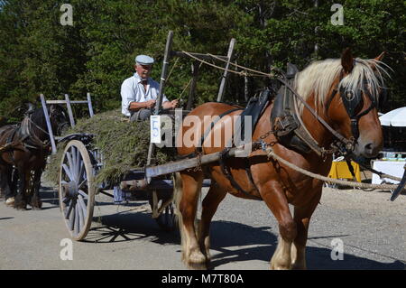 Zoom on the lavenders festival from the august 15 in Sault, France Stock Photo