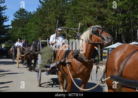 Zoom on the lavenders festival from the august 15 in Sault, France Stock Photo